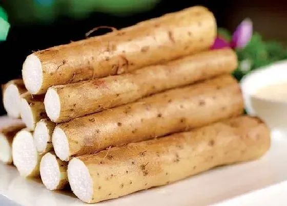 食用科普|山药是酸性还是碱性食物（铁棍山药偏温补还是偏寒凉）