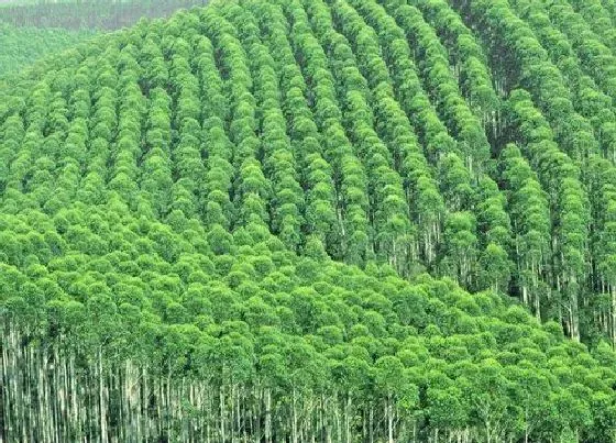 植物种类|桉树是什么树 可以用来做什么材料