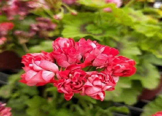 冬天植物|天竺葵几度入室