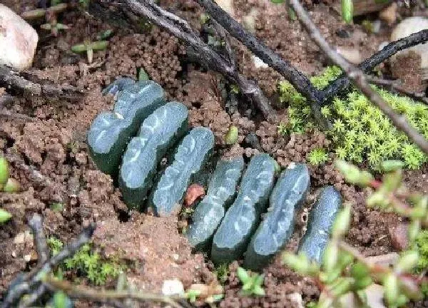 植物移栽|玉扇上盆方法与步骤