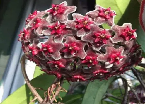 植物毒性|球兰的花香味有毒吗