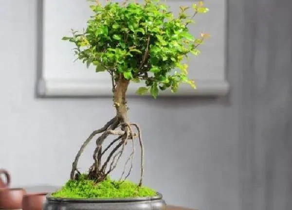 植物浇水|雀梅浇水要浇透吗 几天浇一次水合适