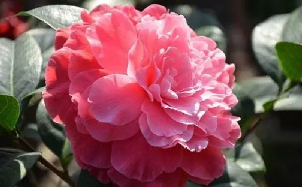 养殖科普|茶花是喜阳还是喜阴