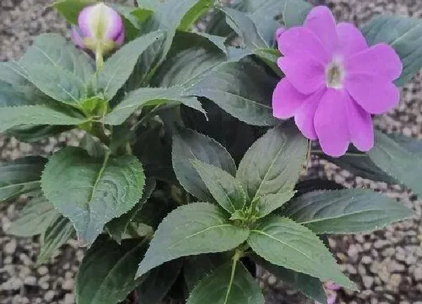 植物浇水|凤仙花几天浇一次水 春夏秋冬各不同