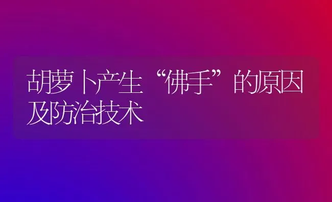 胡萝卜产生“佛手”的原因及防治技术 | 蔬菜种植