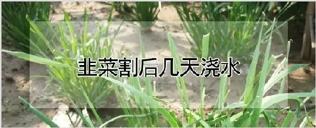 韭菜割后几天浇水 | 耕种资料