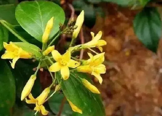 功效常识|断肠草的功效与作用