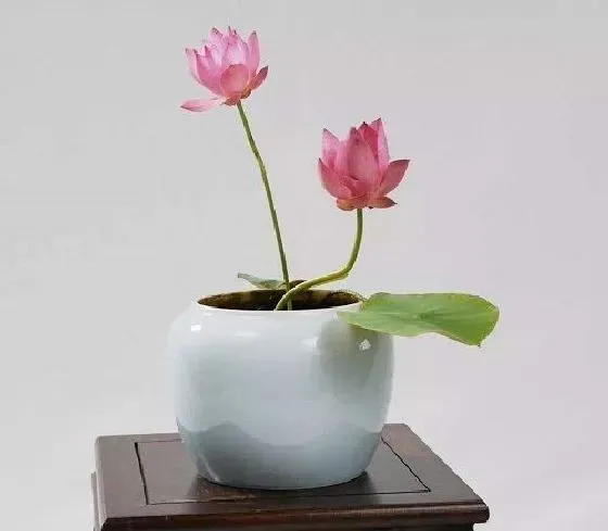风水百科|家里为什么不能养碗莲