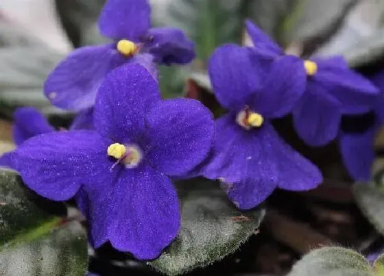 花语|紫罗兰花语及代表意义