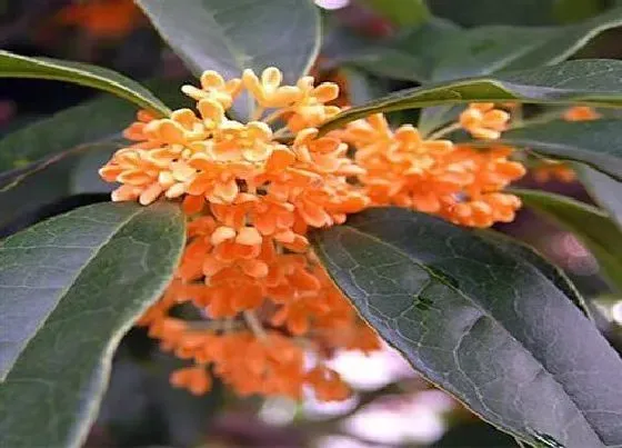 食用科普|桂花能直接吃吗