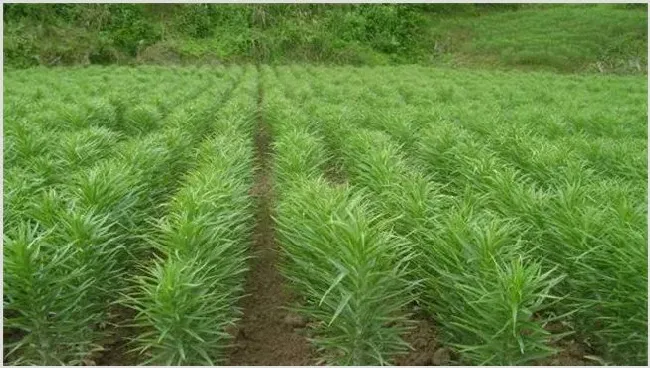 百合如何种植高产介绍 | 耕种资料