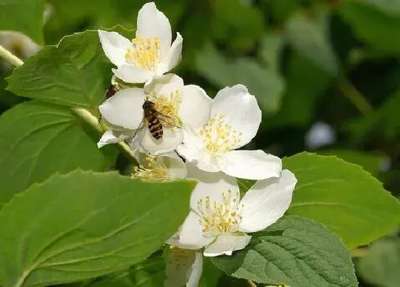 花卉百科|菲律宾的国花是什么花