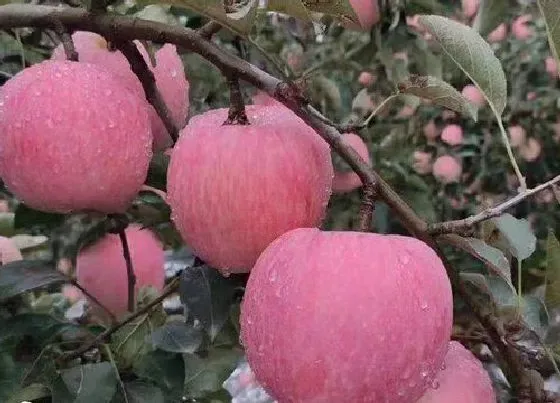 种植管理|红肉苹果几年结果实