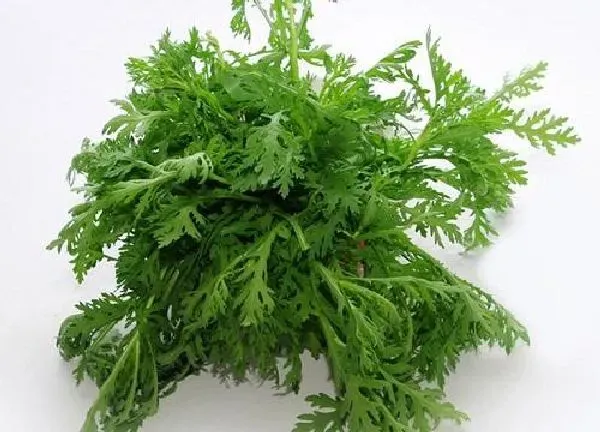 植物移栽|茼蒿苗可以移栽吗