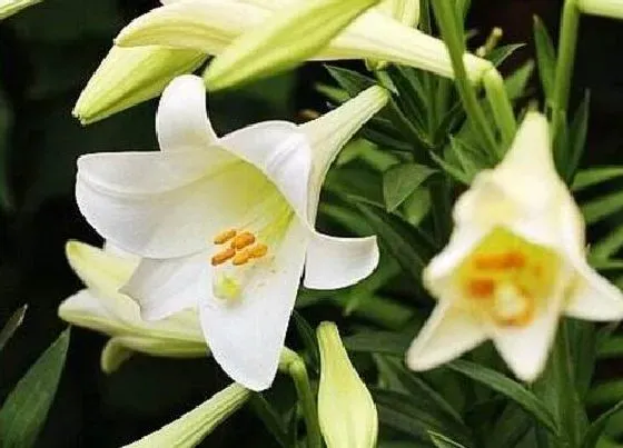植物毒性|麝香百合开花有毒吗 对人体有害吗