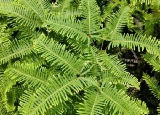植物百科|里白是什么植物类别