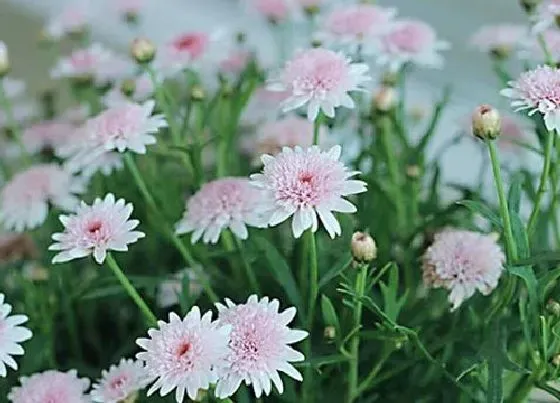 送花|追女生第一次送什么花合适 送心仪女生什么花好