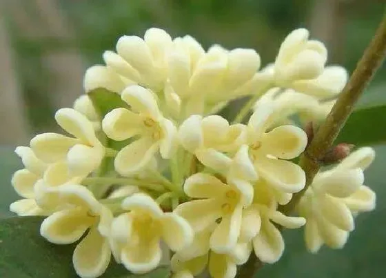 食用科普|桂花能直接吃吗
