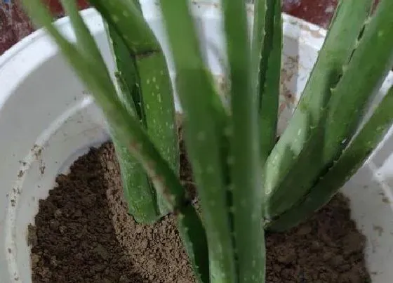 植物百科|芦荟能不能晒太阳