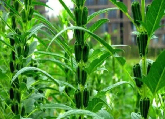 种植管理|黑芝麻的种植方法和时间 最晚什么时候种