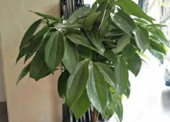 植物寓意|幸福树的寓意和象征风水