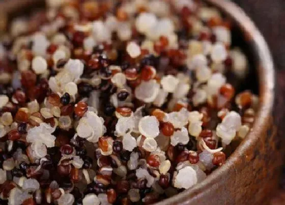 食用常识|藜麦含糖量高吗
