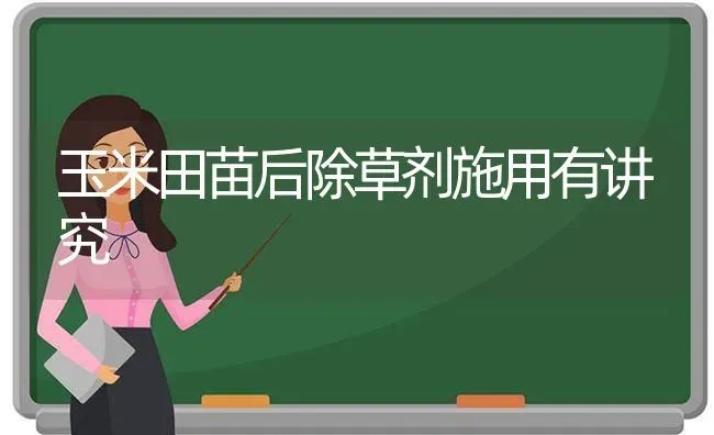 玉米田苗后除草剂施用有讲究 | 粮油作物种植