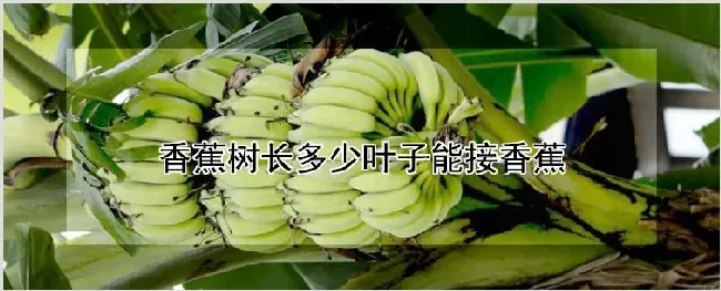 香蕉树长多少叶子能接香蕉 | 农业技术