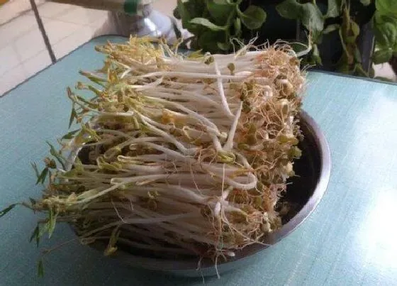 食用科普|豆芽可以生吃吗