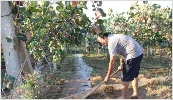 果园抗旱有什么好方法介绍 | 种植病虫害