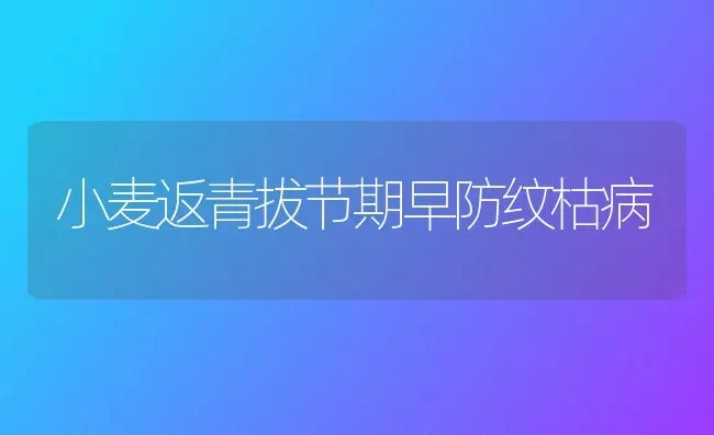 小麦返青拔节期早防纹枯病 | 粮油作物种植