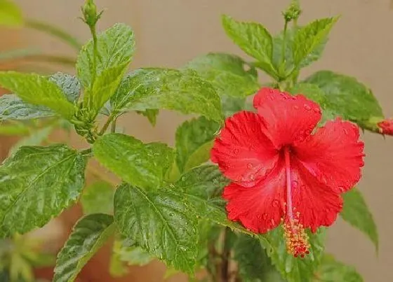 颜色花|木芙蓉花是什么颜色的