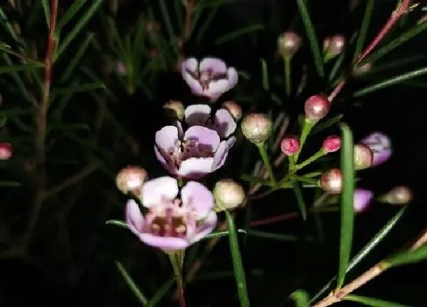 植物移栽|梅花秋天能移栽吗 移栽注意事项