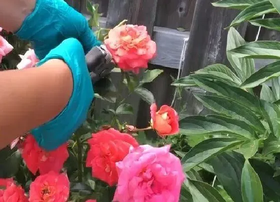 植物修剪|玫瑰花怎么剪枝 简单修剪的方法