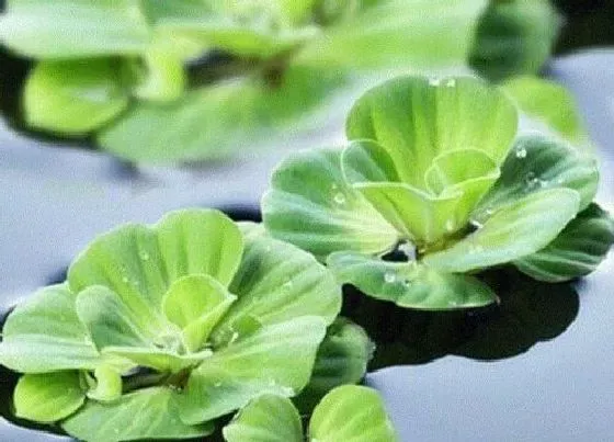 植物毒性|水芙蓉在室内养有毒吗
