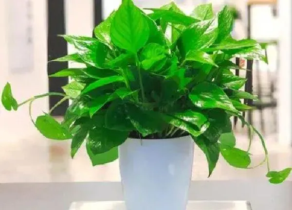 养殖方法|绿萝花怎么养才能养得更好