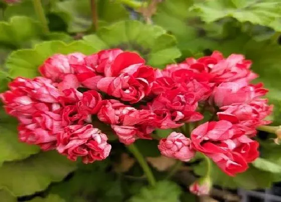 冬天植物|天竺葵几度入室