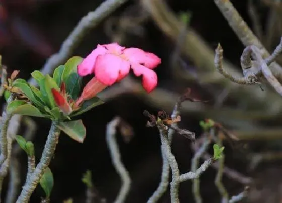 植物毒性|虎刺梅花有毒吗 可以放在室内养吗