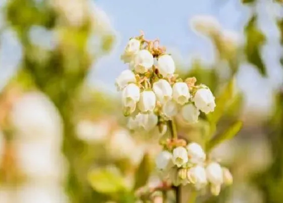 植物百科|蓝莓树开花吗 开花什么样子