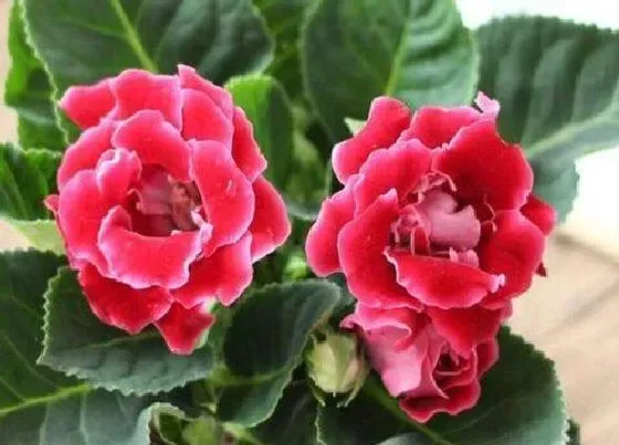 植物毒性|大岩桐有毒吗 可以放在室内养吗