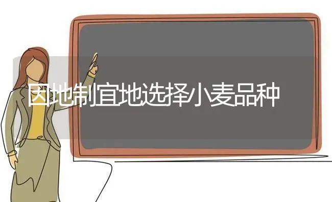 因地制宜地选择小麦品种 | 粮油作物种植