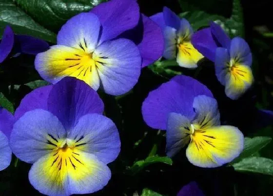 花语|紫罗兰花语及代表意义