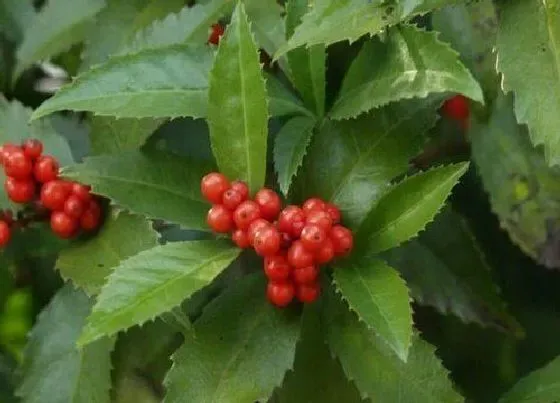 功效常识|草珊瑚的功效与作用