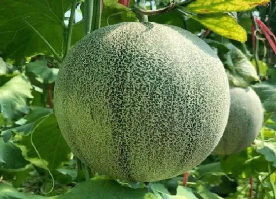 种植方法|哈密瓜套种什么好