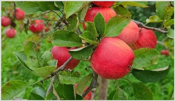 苹果缺锌症状及防治技巧 | 种植技术