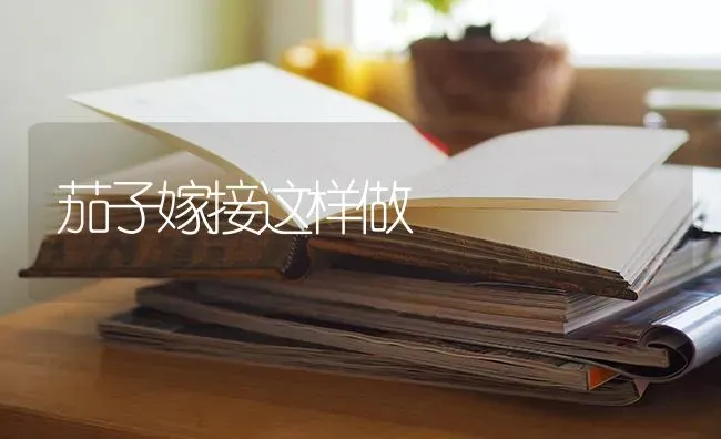 茄子嫁接这样做 | 蔬菜种植