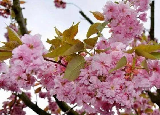 花语|樱花的花语和寓意象征 樱花是什么样子的（图片）