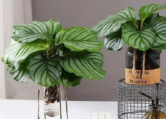 植物百科|万年青耐阴吗