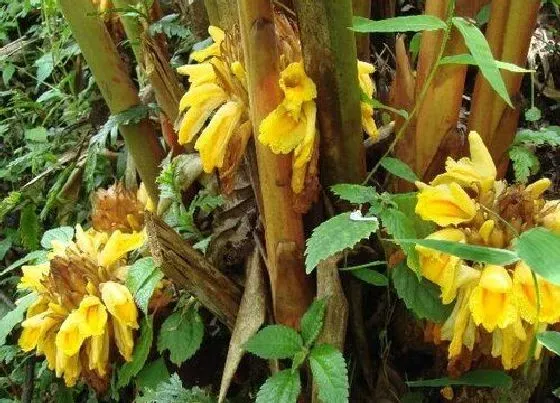 果实诊疗|草果开花不结果怎么办