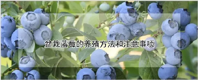 盆栽蓝莓的养殖方法和注意事项 | 农业技术